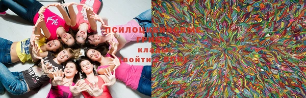 крисы Михайловск